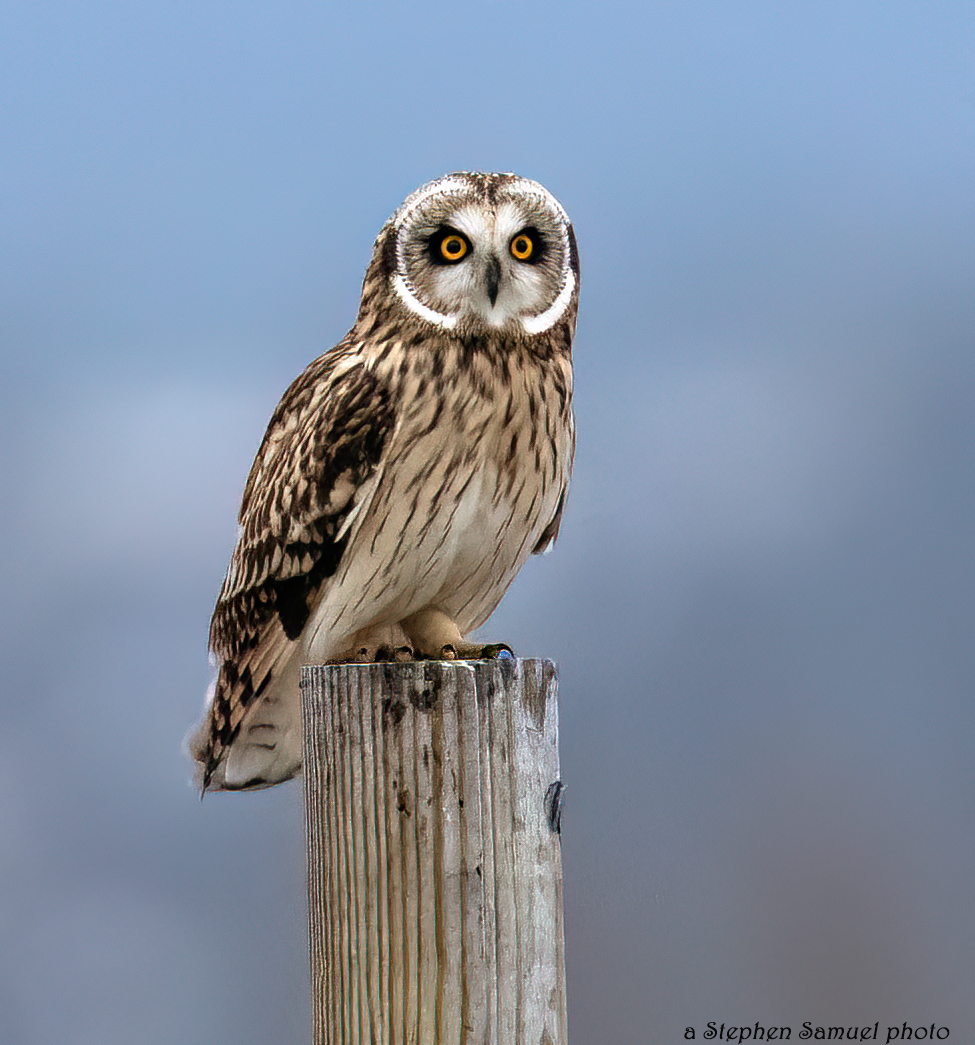 Short-eared owl on a post at Shawangunk Grasslands